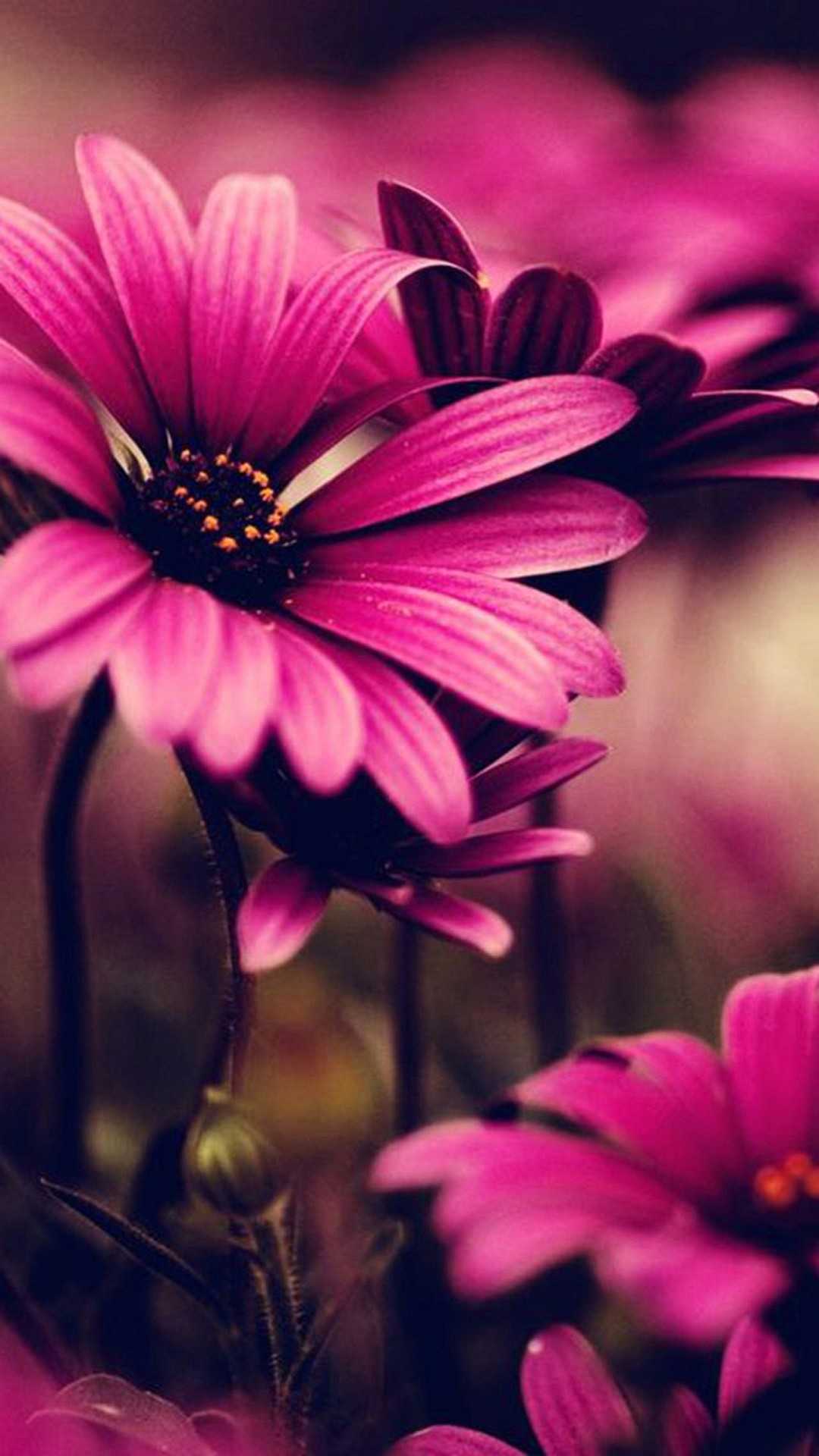 Pink Flower Iphone Wallpapers