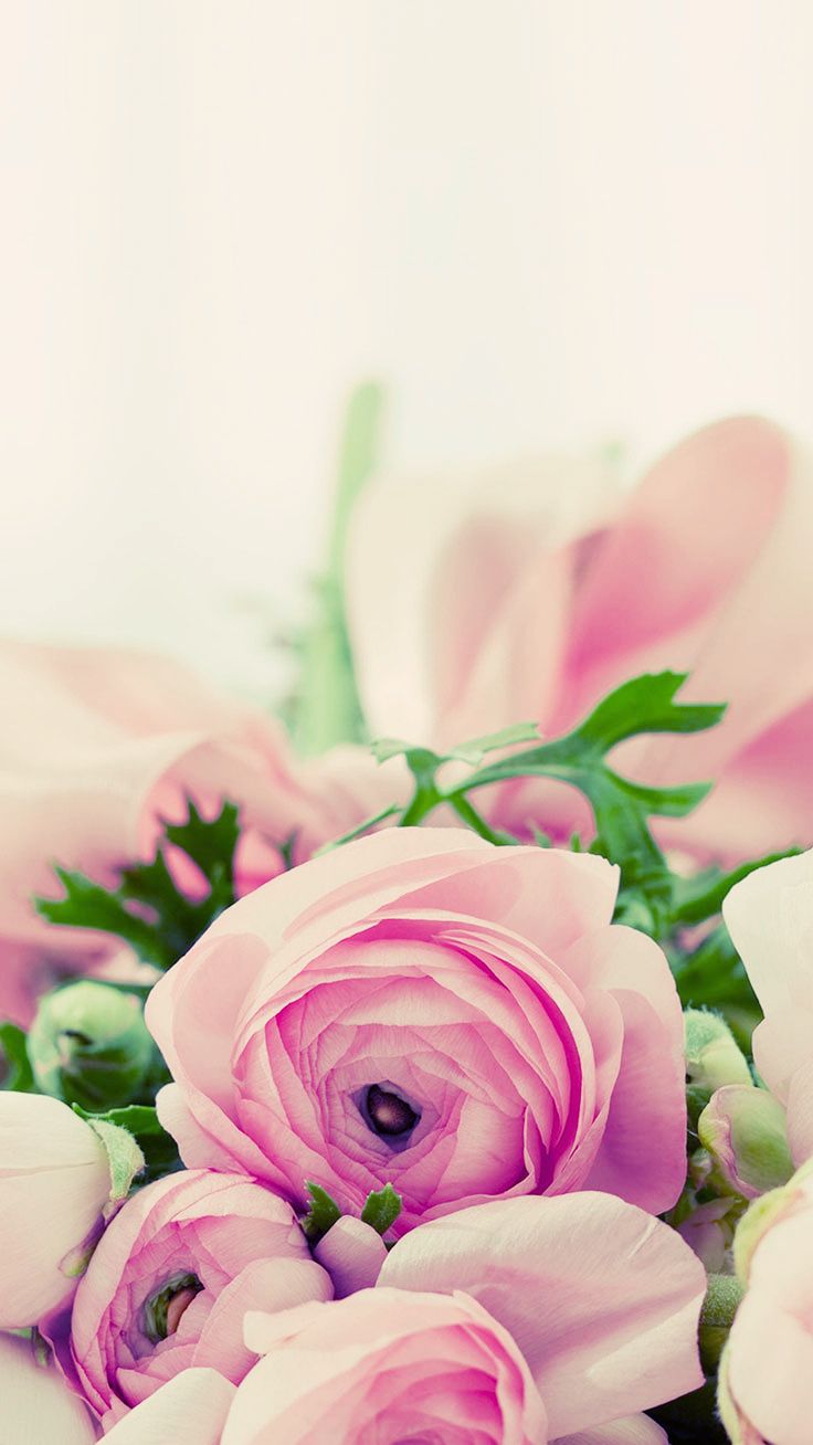 Pink Flower Iphone Wallpapers