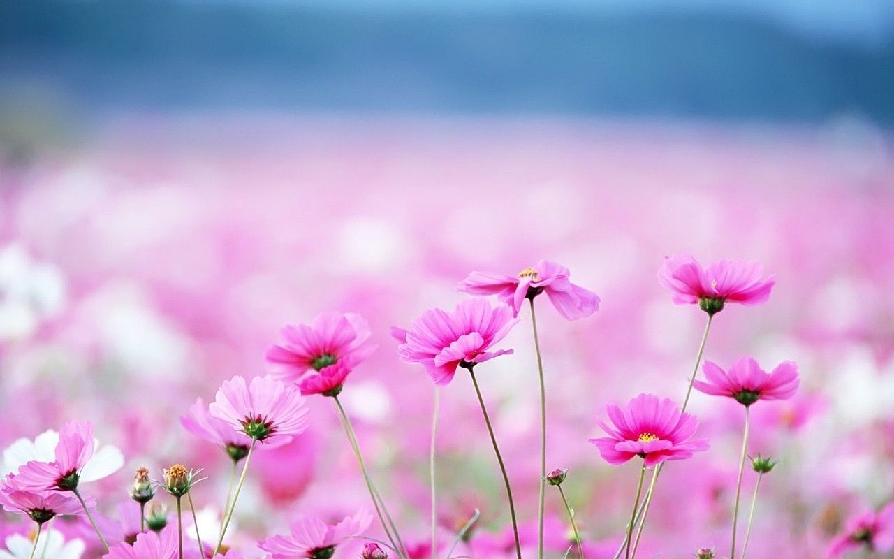 Pink Flowers Hd Wallpapers