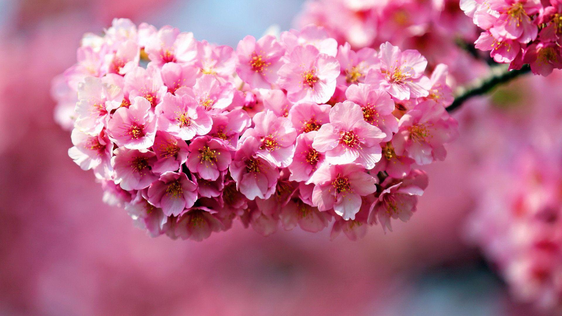 Pink Flowers Hd Wallpapers