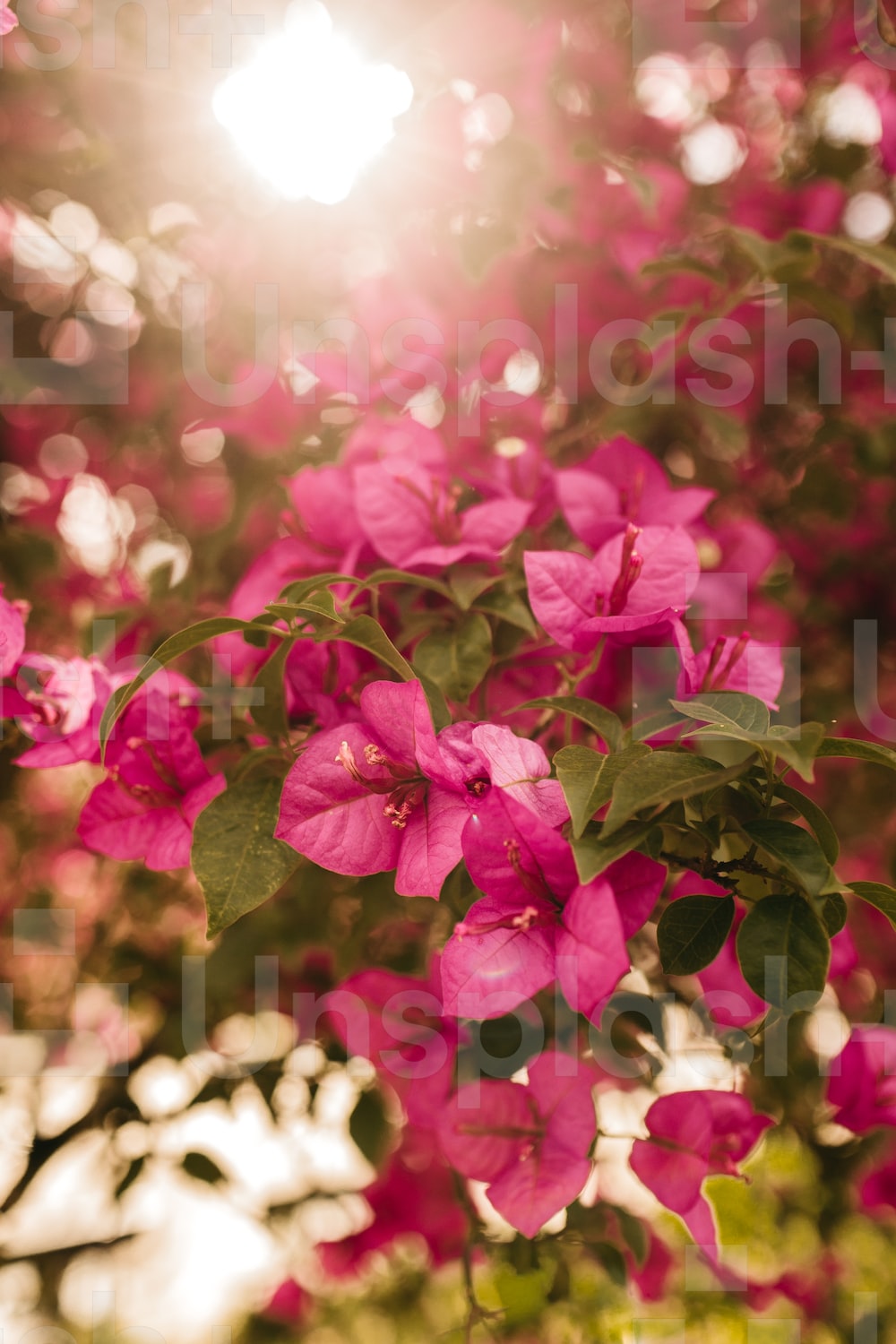 Pink Flowers Hd Wallpapers