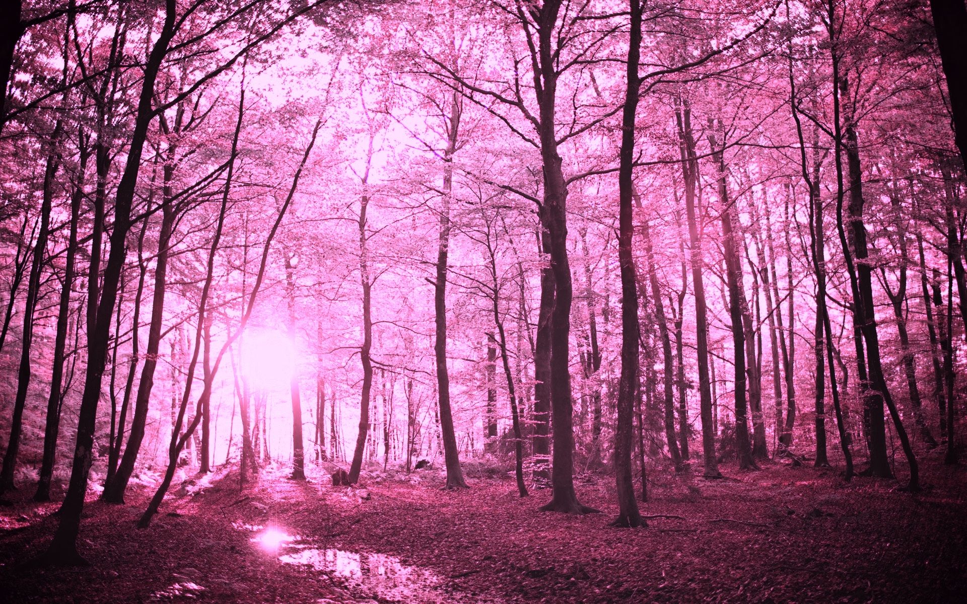 Pink Forest Wallpapers