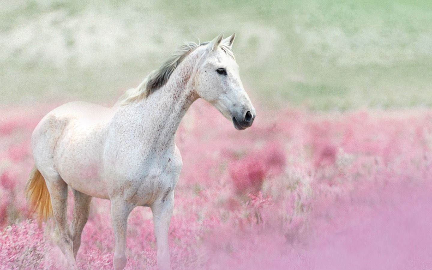 Pink Horse Wallpapers