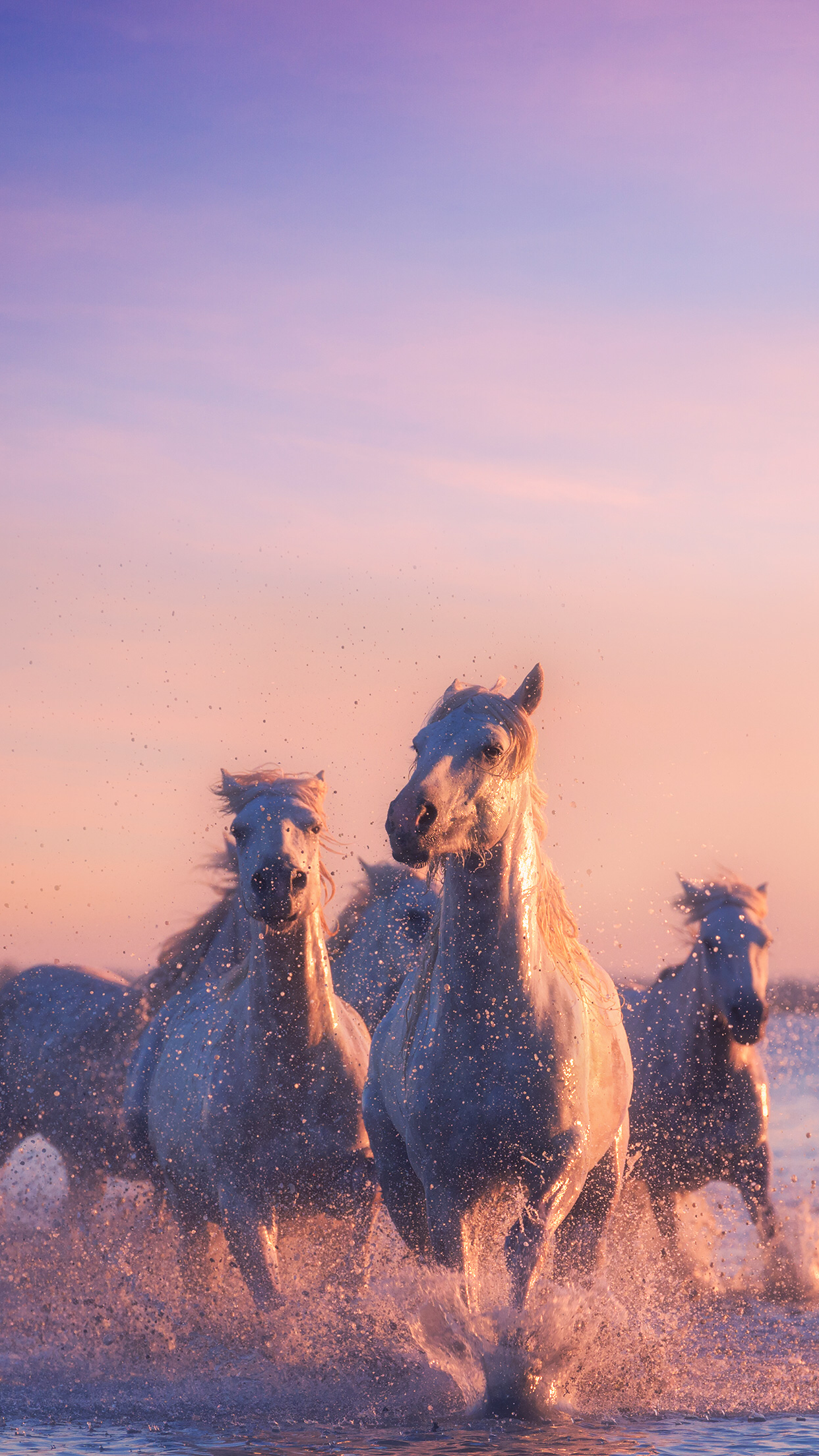 Pink Horse Wallpapers