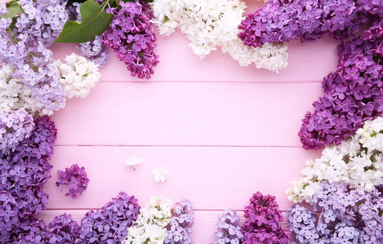 Pink Lilac Flower Wallpapers