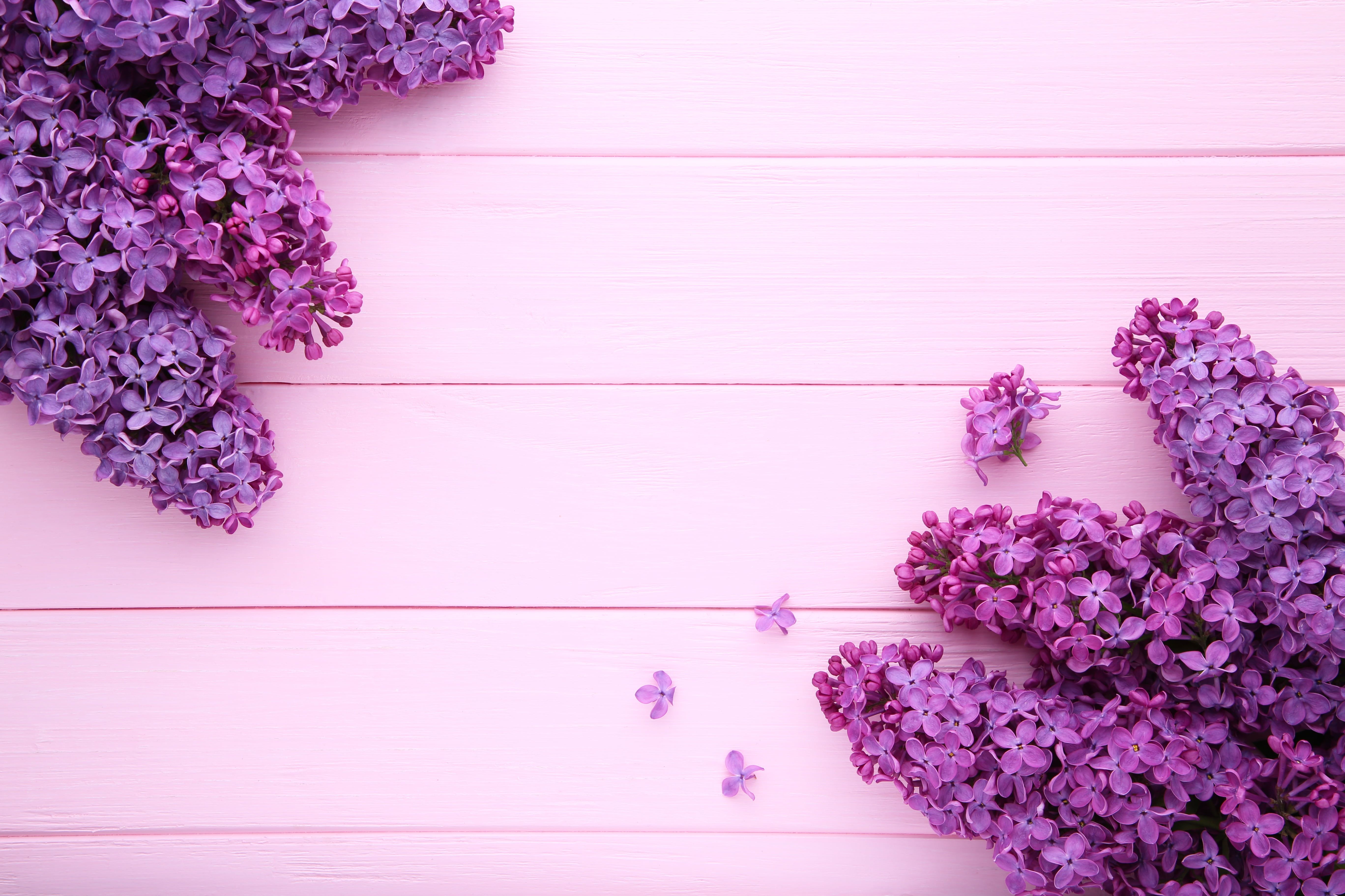 Pink Lilac Flower Wallpapers