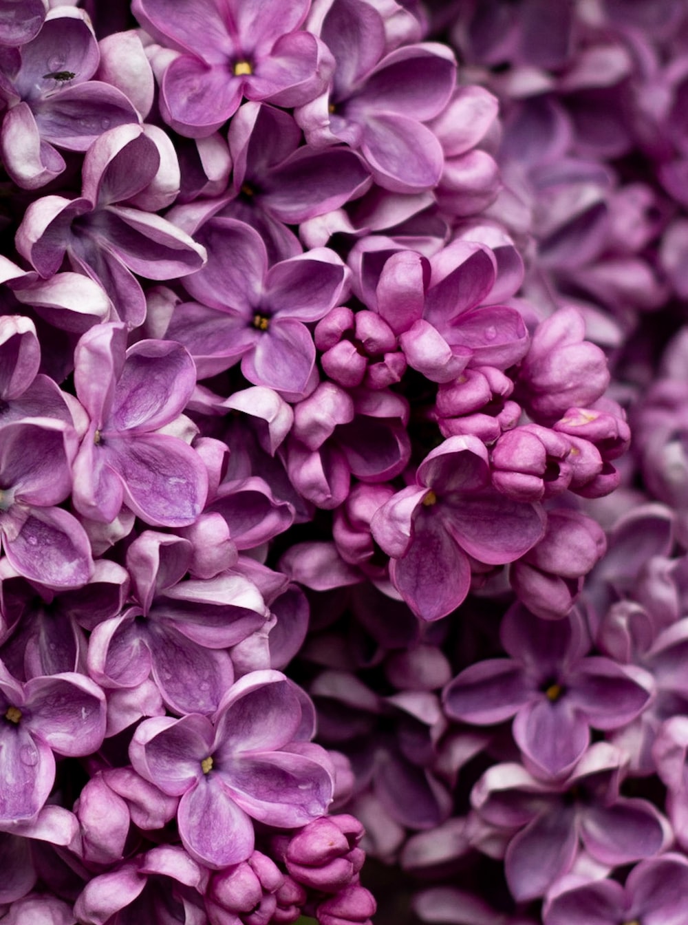 Pink Lilac Flower Wallpapers