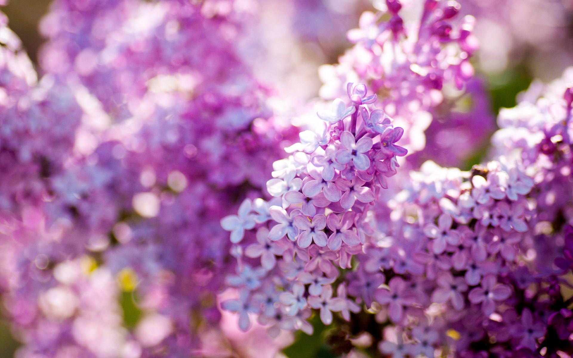 Pink Lilac Flower Wallpapers