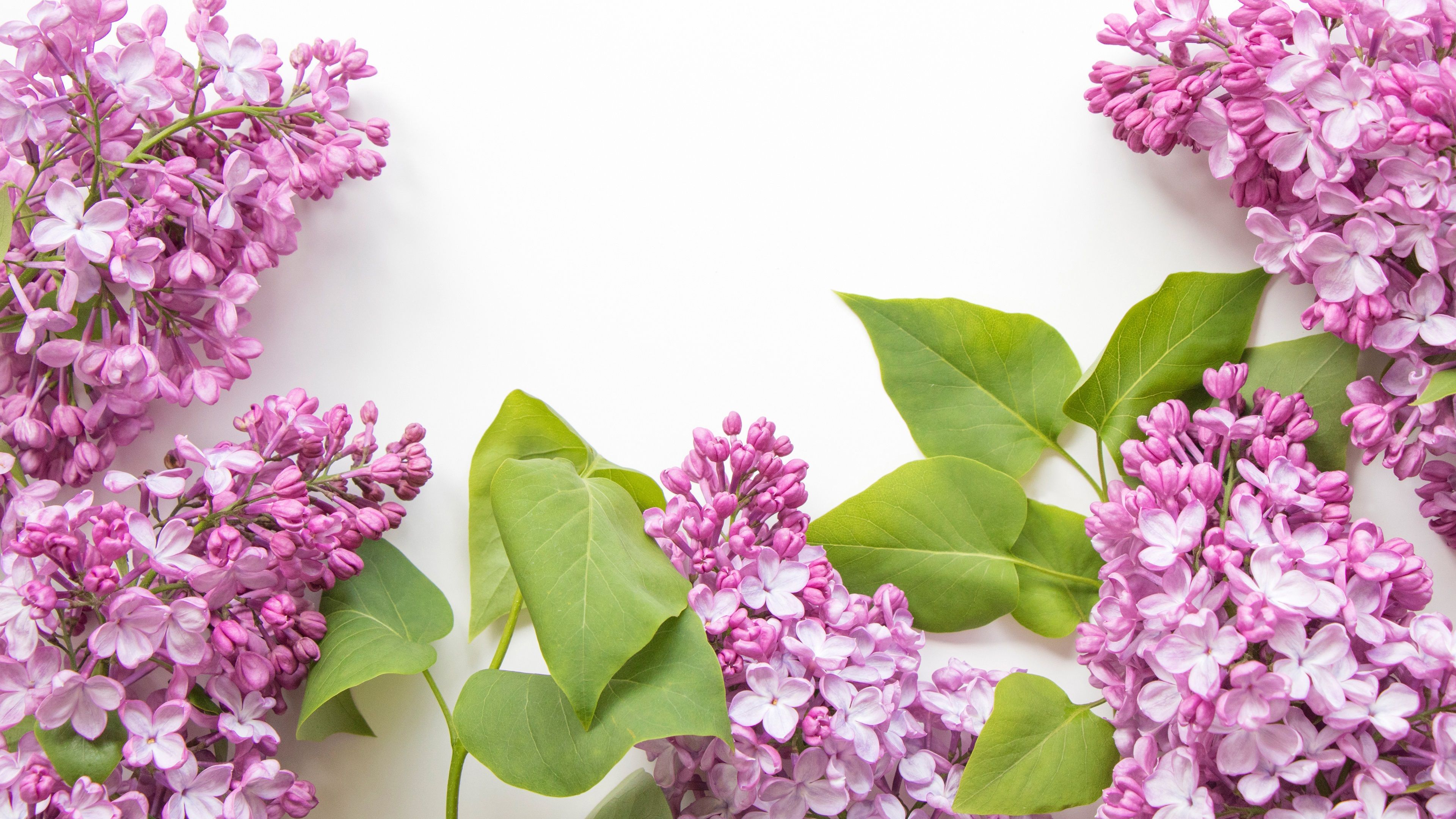 Pink Lilac Flower Wallpapers