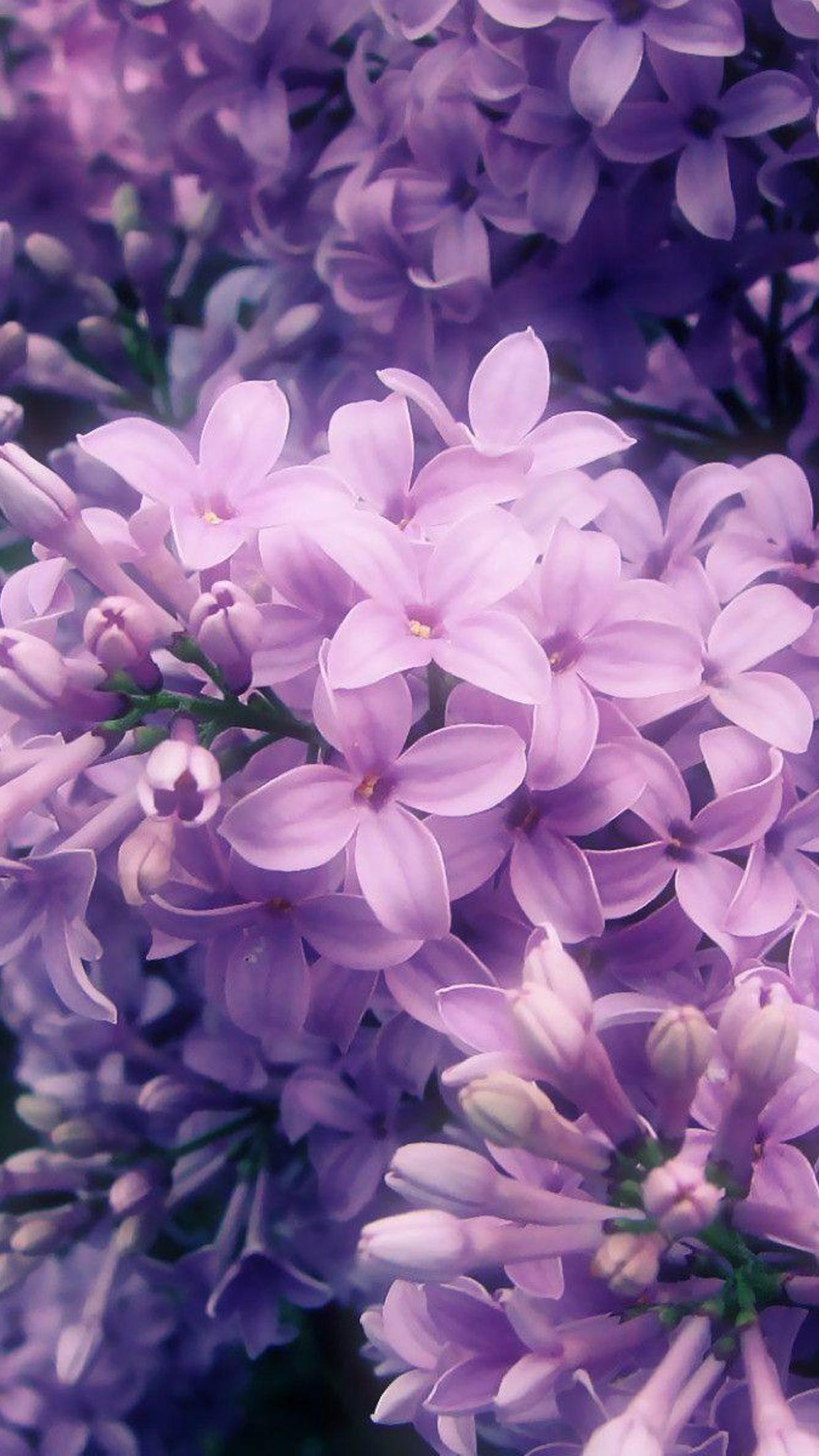 Pink Lilac Flower Wallpapers