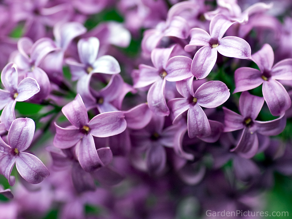 Pink Lilac Flower Wallpapers