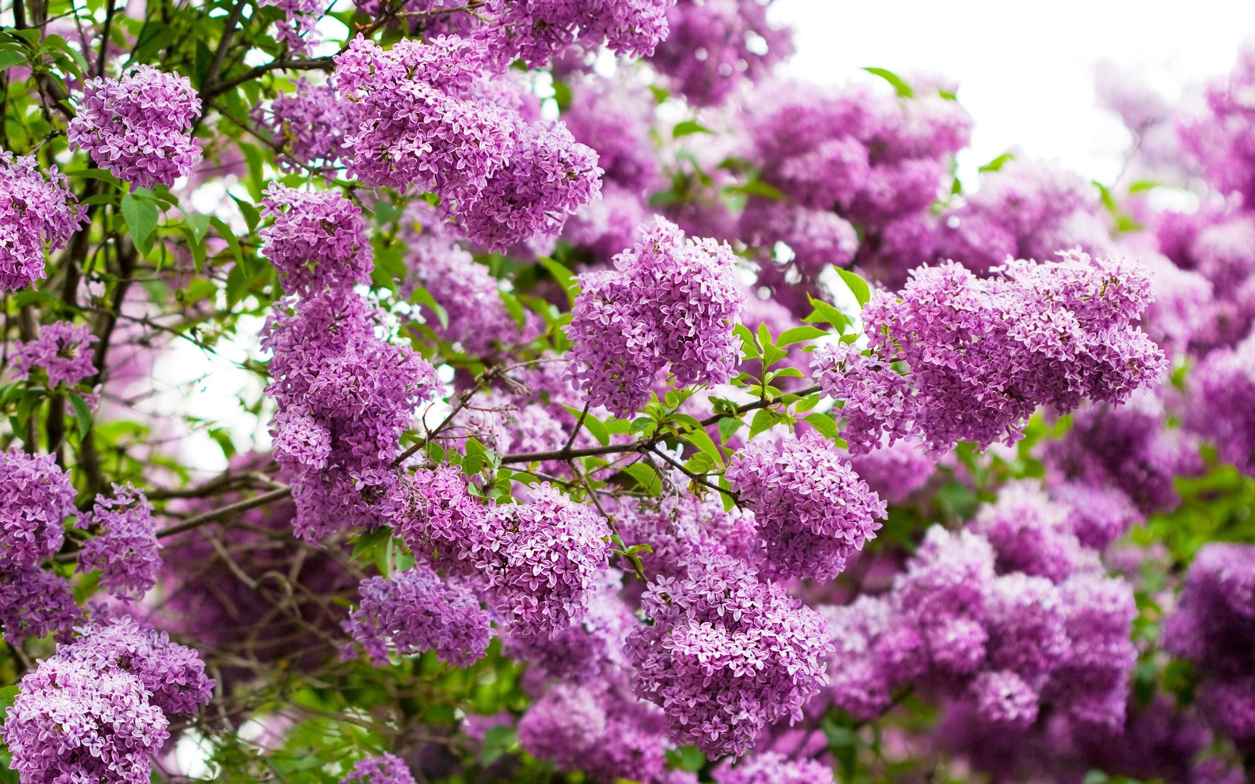 Pink Lilac Flower Wallpapers