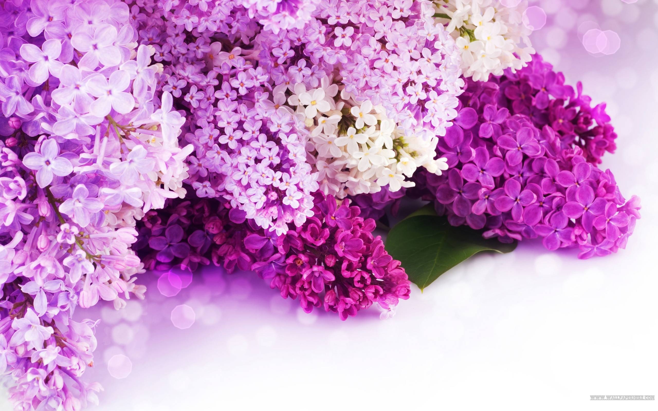 Pink Lilac Flower Wallpapers