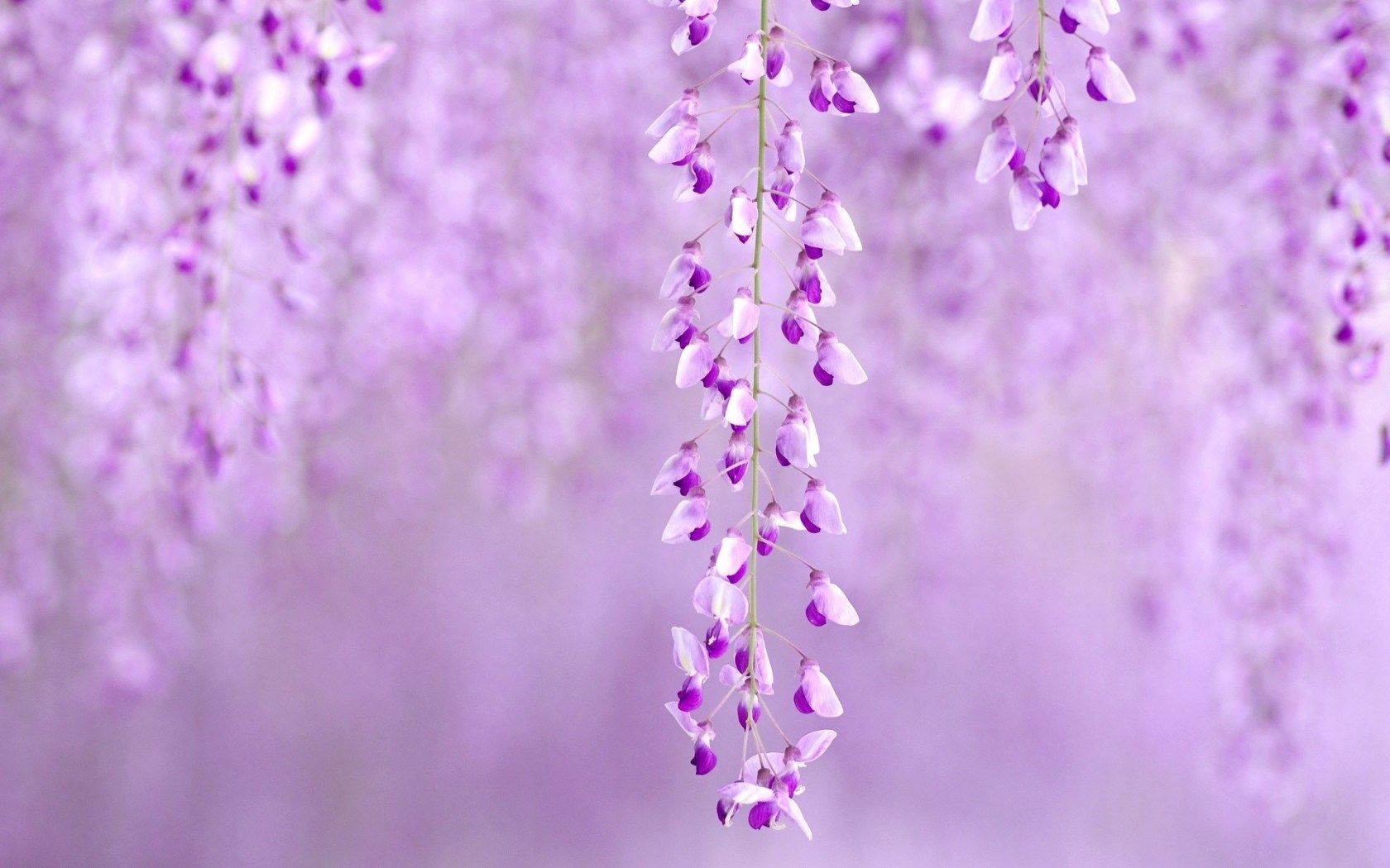 Pink Lilac Flower Wallpapers