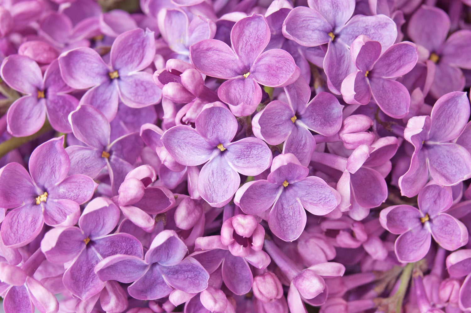 Pink Lilac Flower Wallpapers