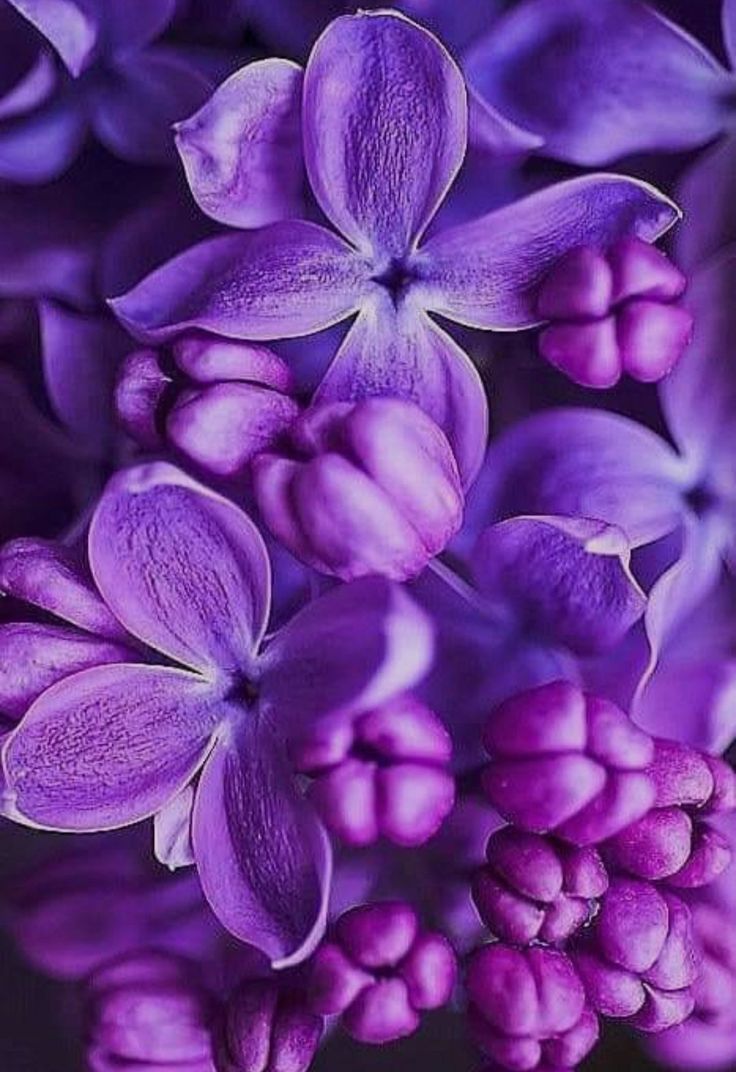 Pink Lilac Flower Wallpapers