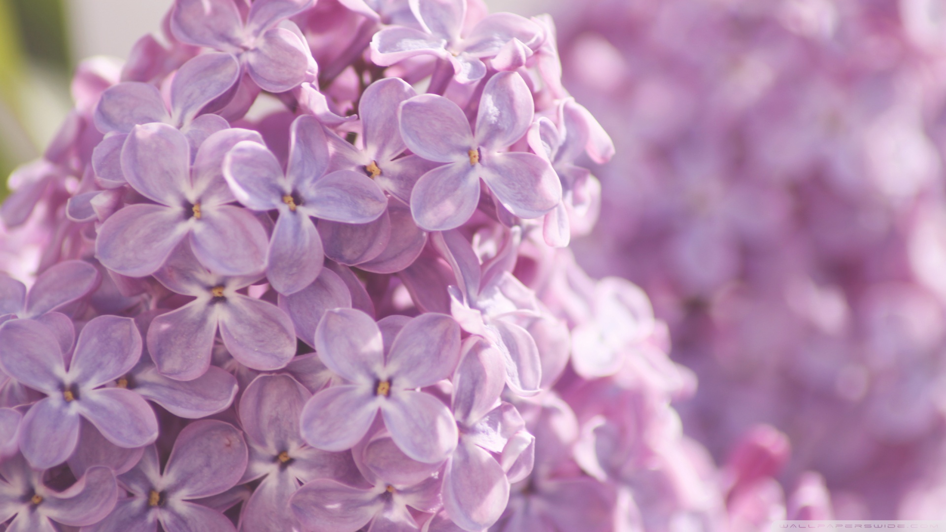 Pink Lilac Flower Wallpapers