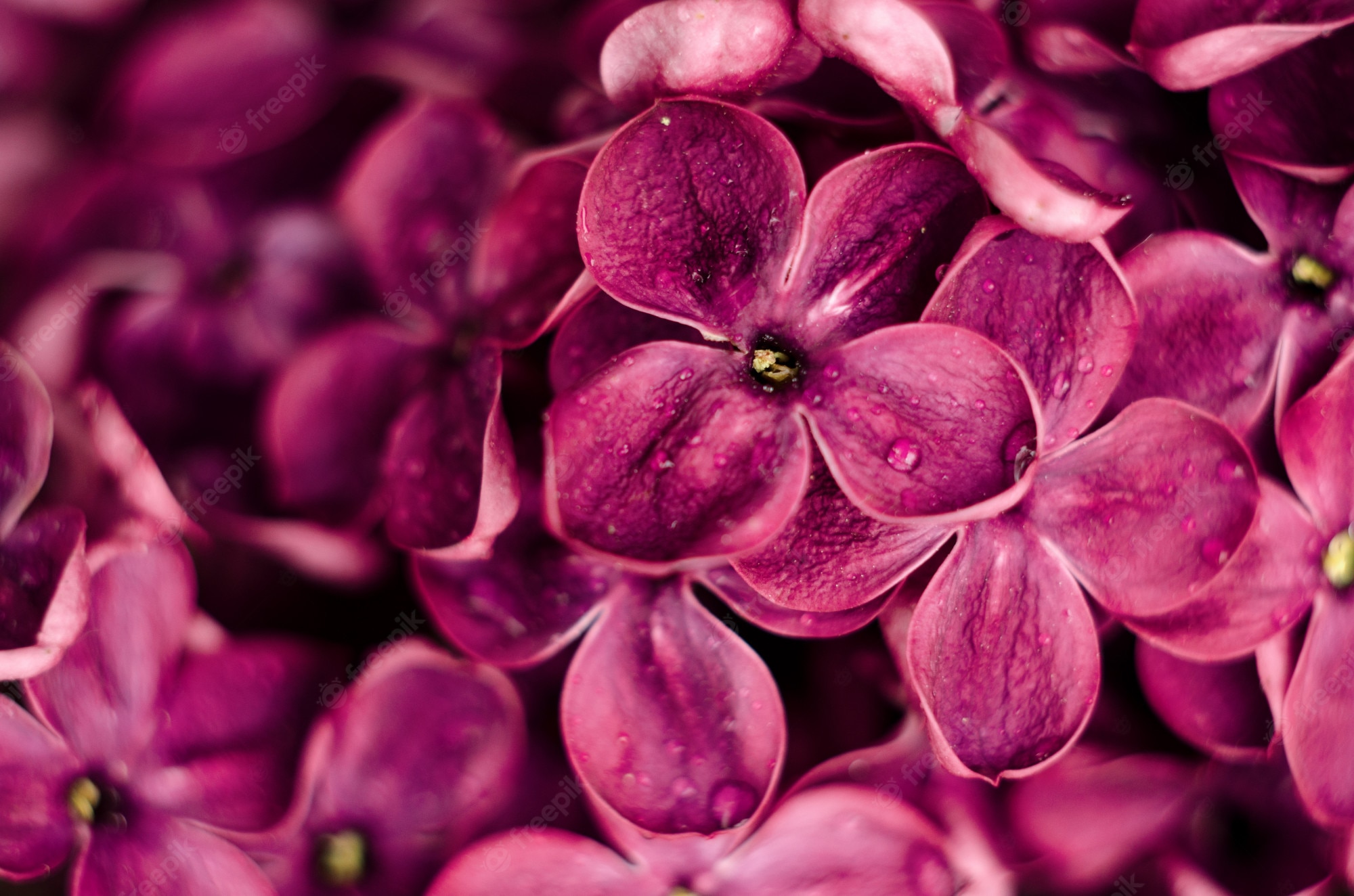 Pink Lilac Flower Wallpapers