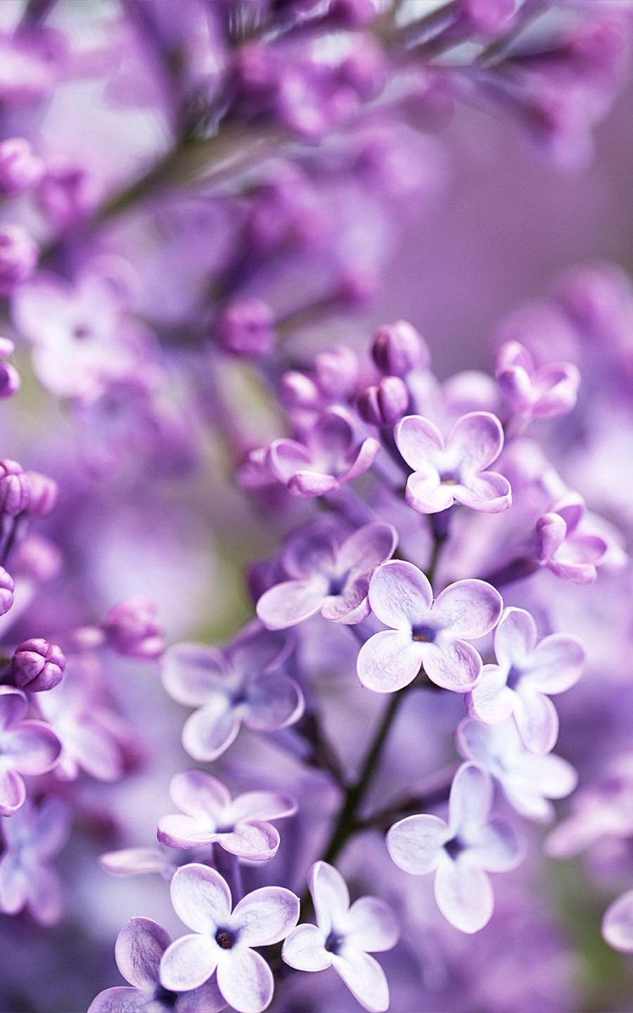 Pink Lilac Flower Wallpapers