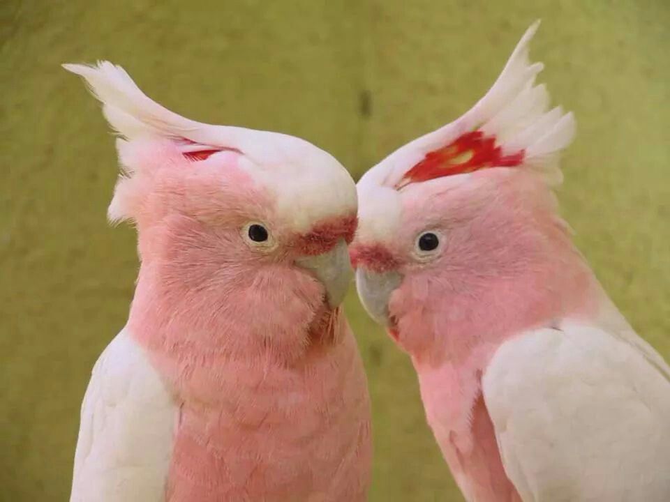 Pink Love Birds Wallpapers