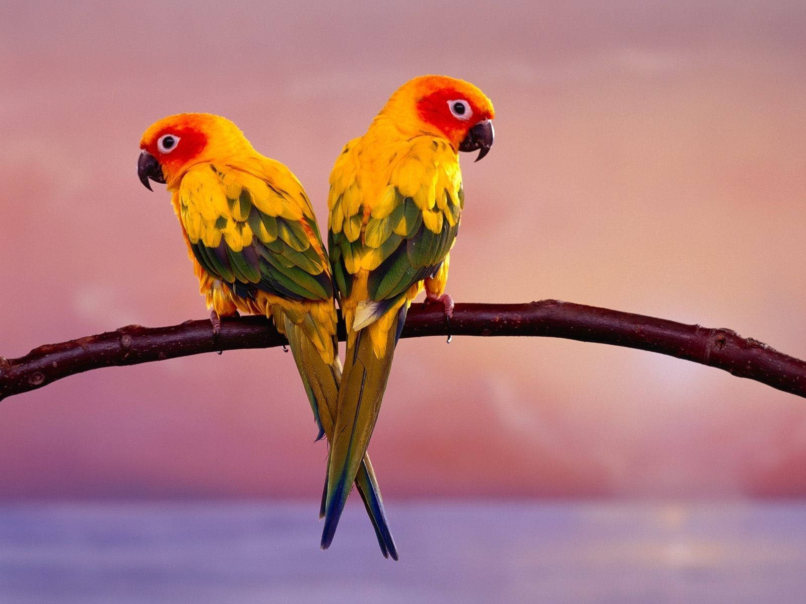 Pink Love Birds Wallpapers