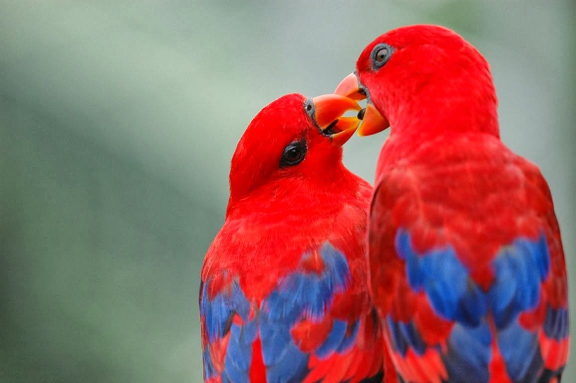 Pink Love Birds Wallpapers