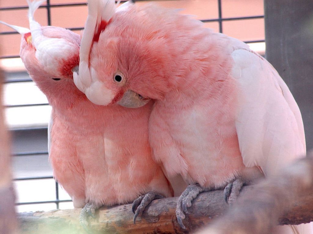 Pink Love Birds Wallpapers