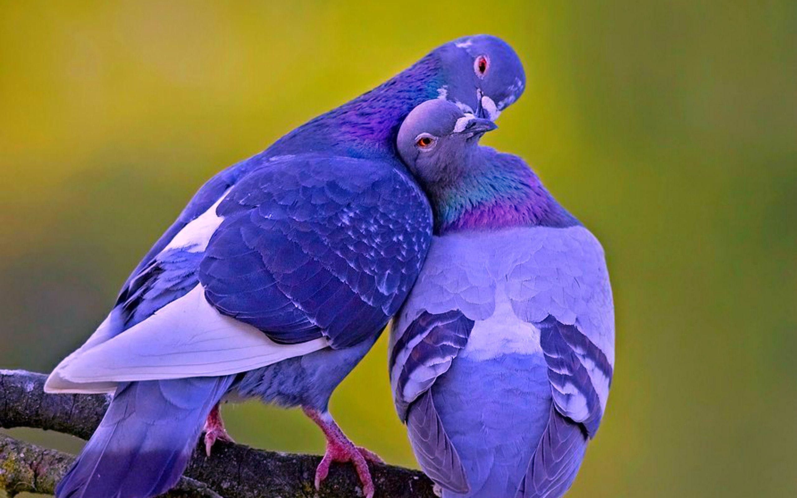 Pink Love Birds Wallpapers