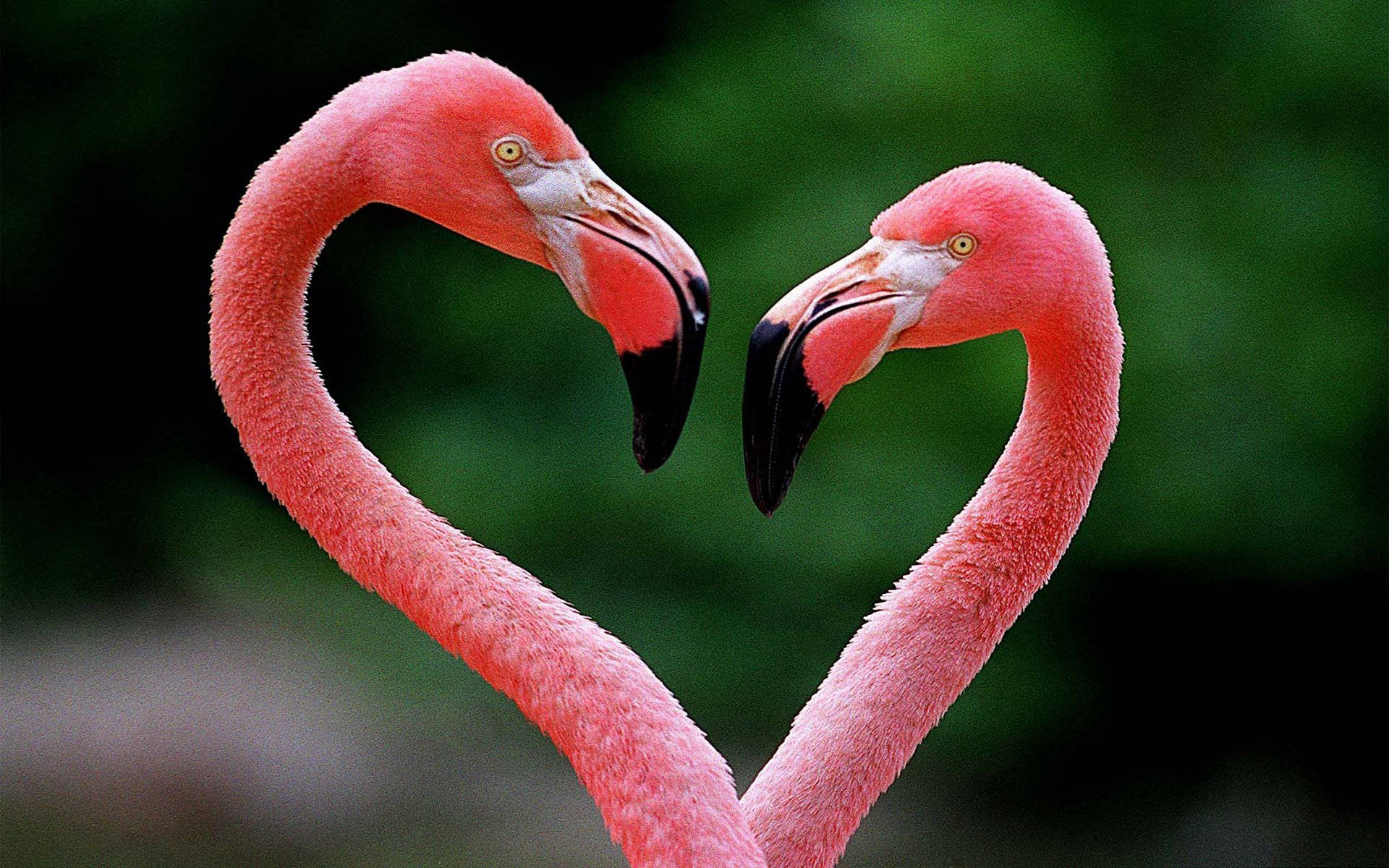 Pink Love Birds Wallpapers