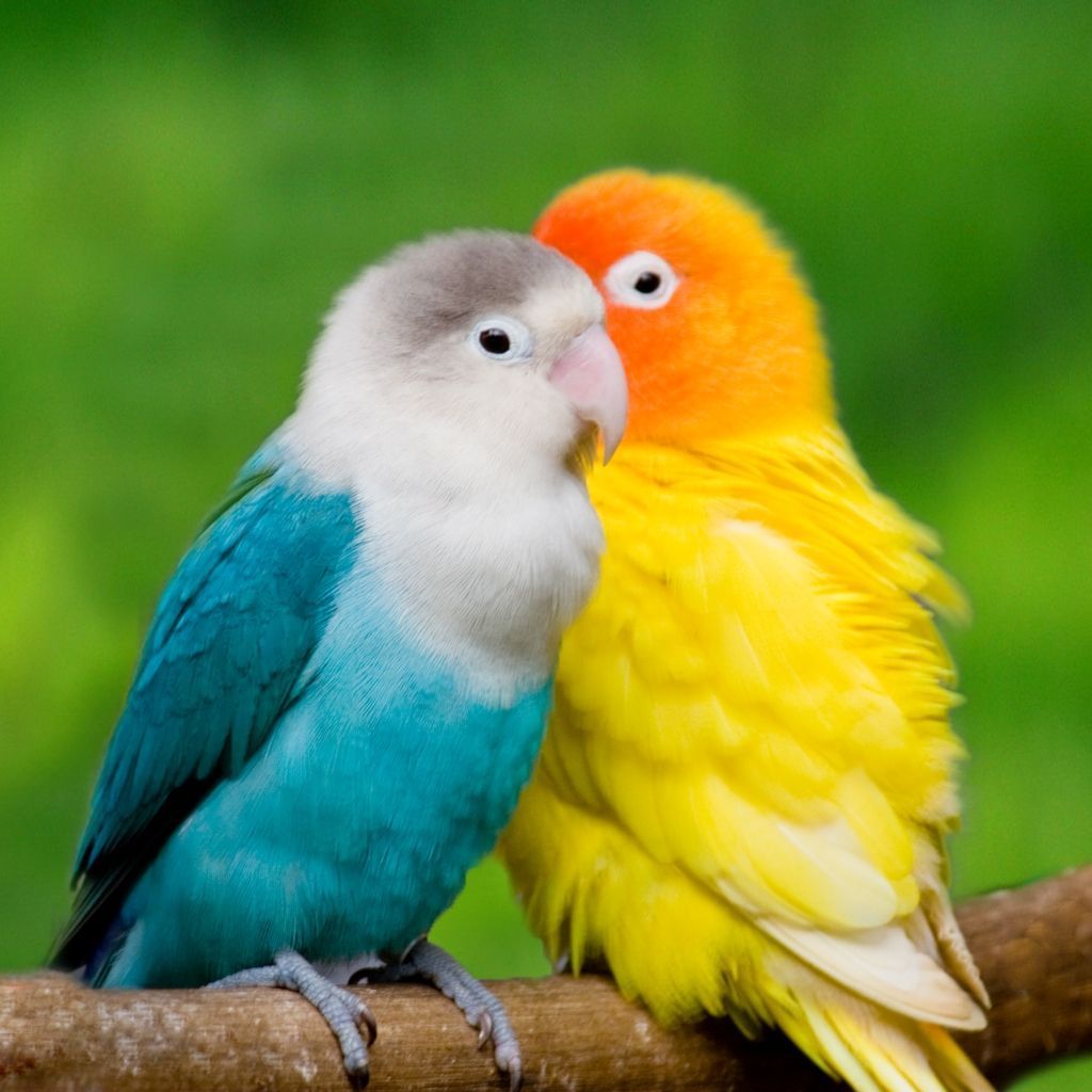 Pink Love Birds Wallpapers