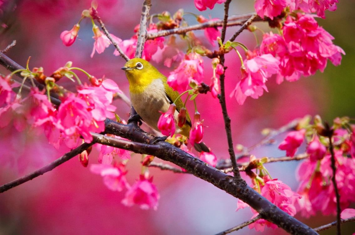 Pink Love Birds Wallpapers