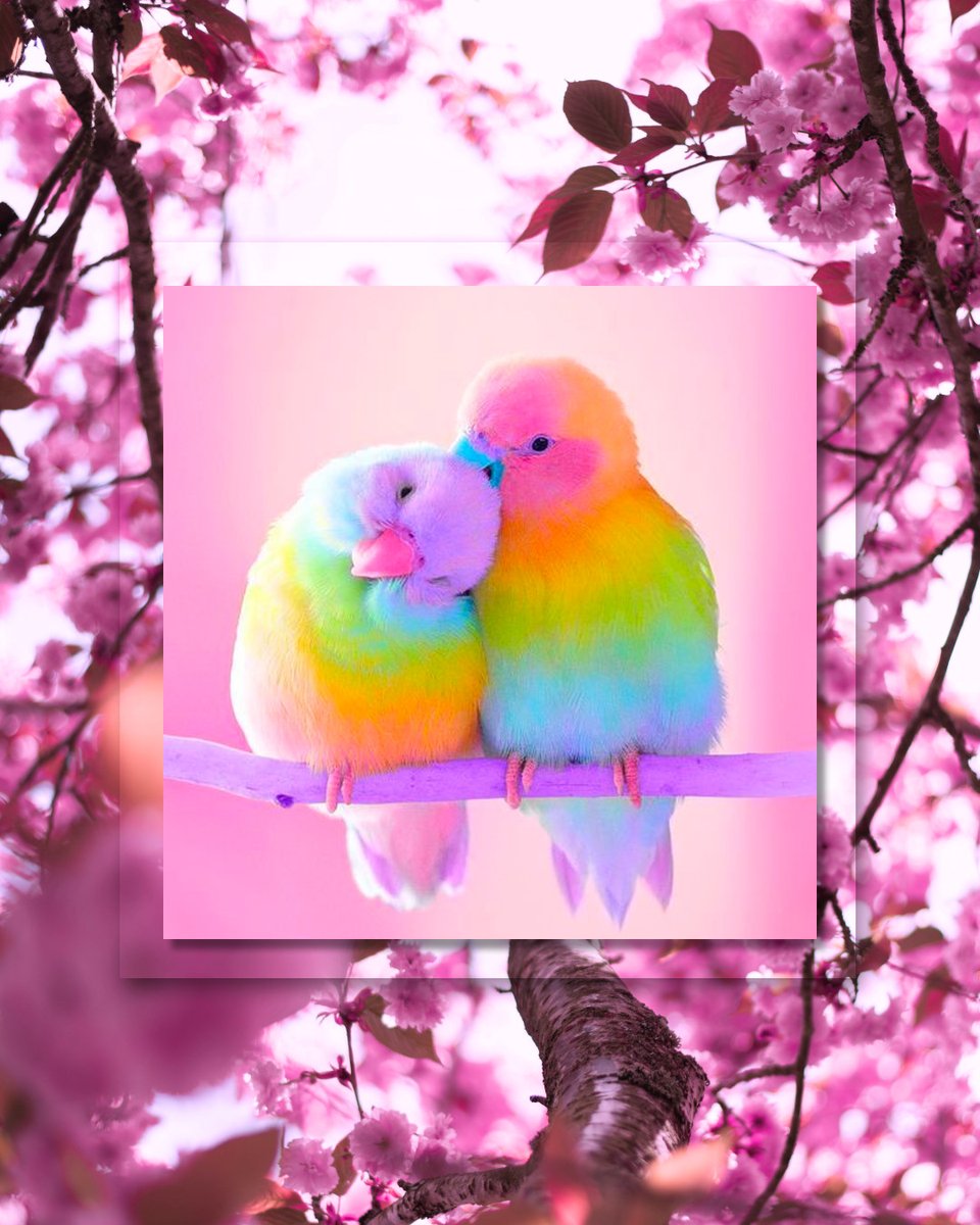 Pink Love Birds Wallpapers