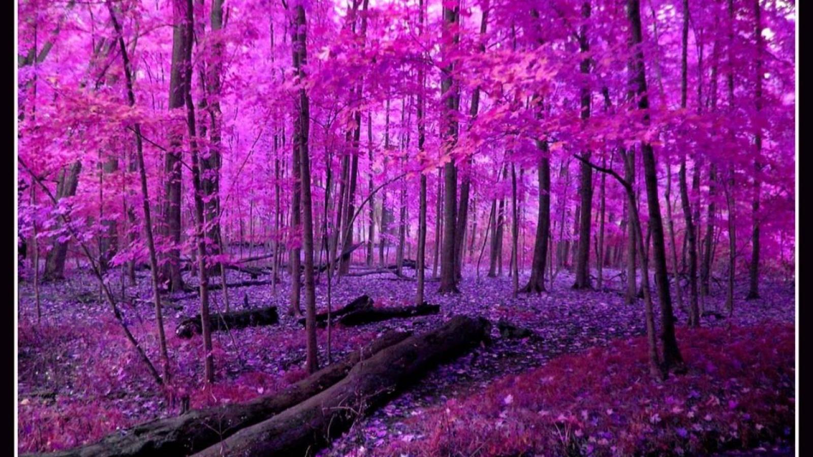 Pink Nature Wallpapers