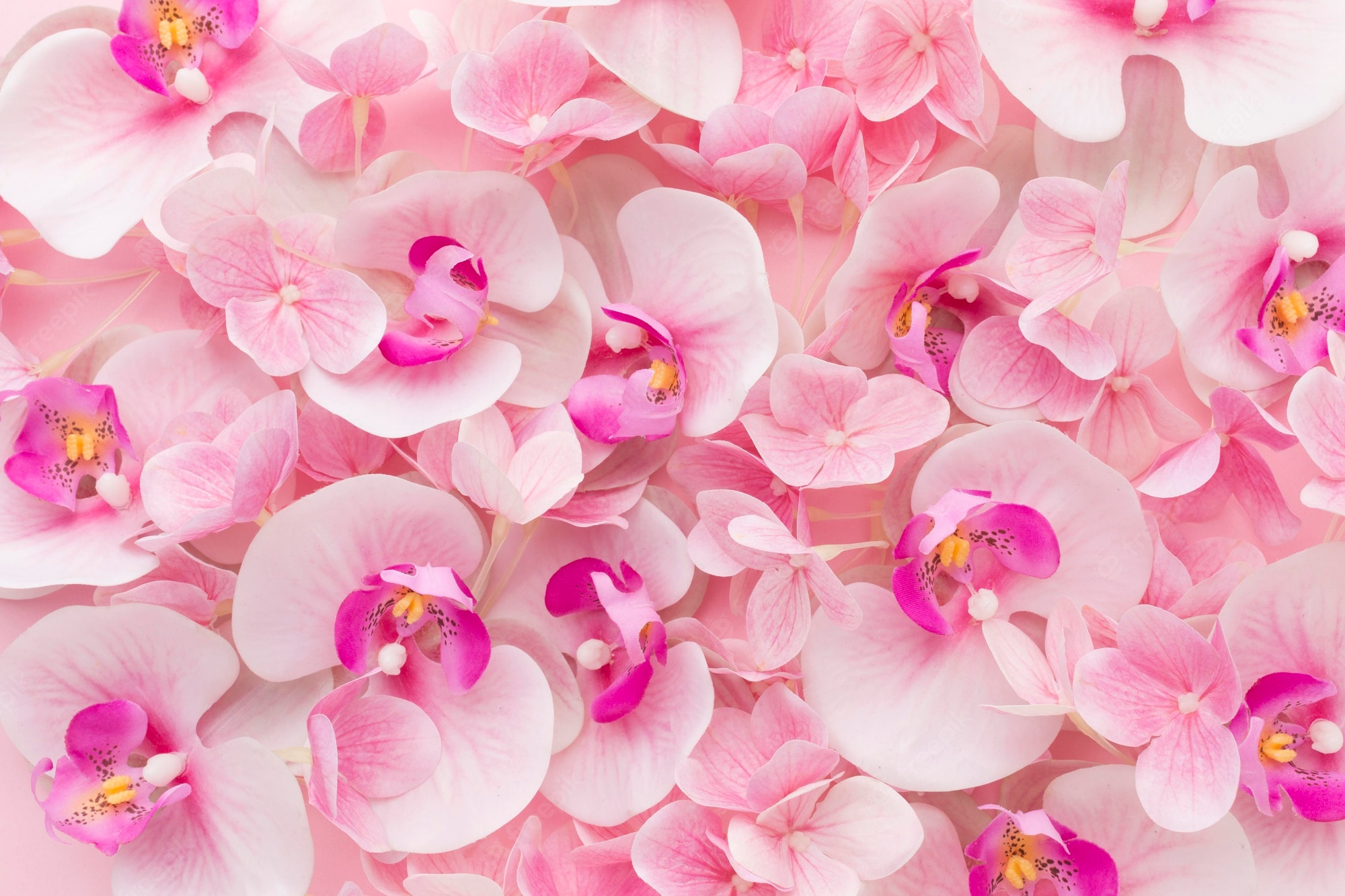 Pink Orchid Wallpapers