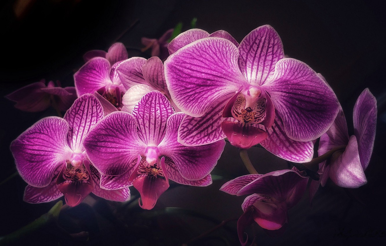 Pink Orchid Wallpapers