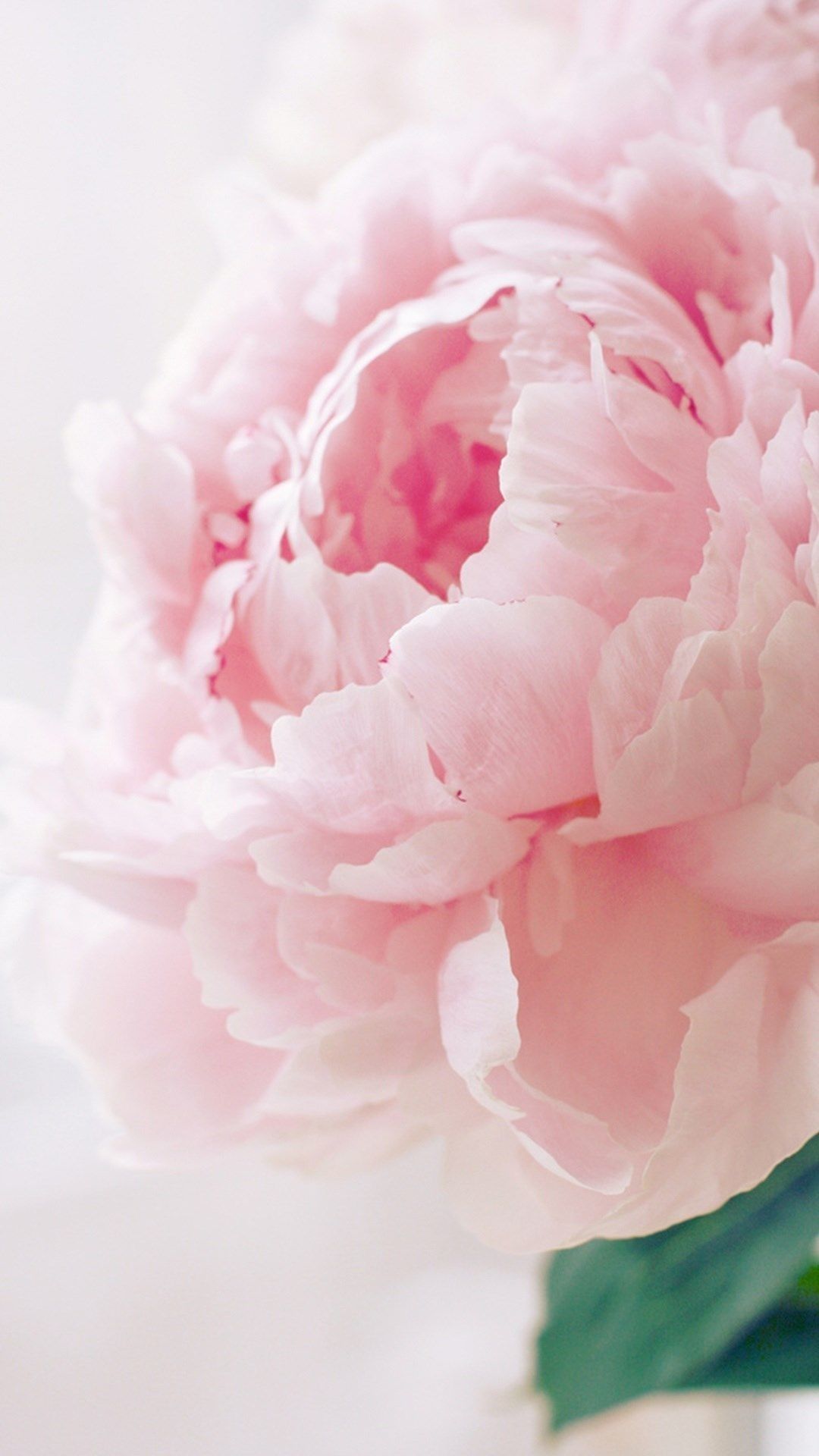 Pink Peonies Flower Wallpapers