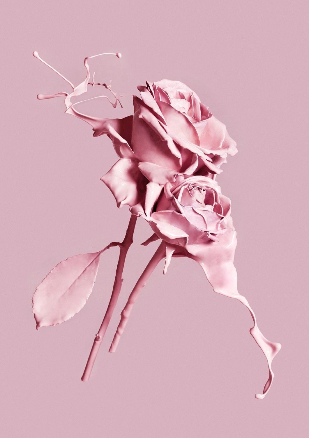 Pink Rose Aesthetic Wallpapers