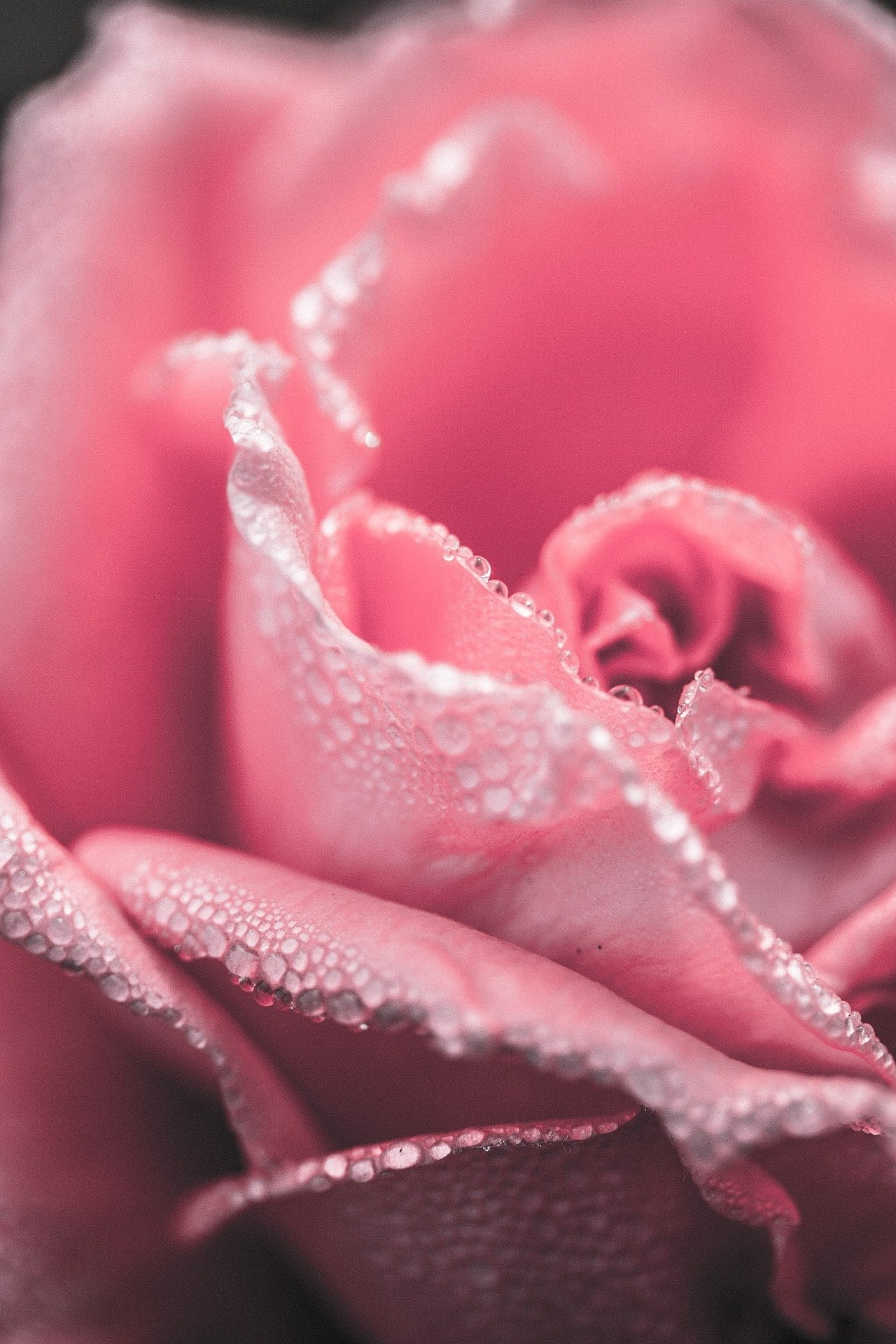 Pink Rose Aesthetic Wallpapers