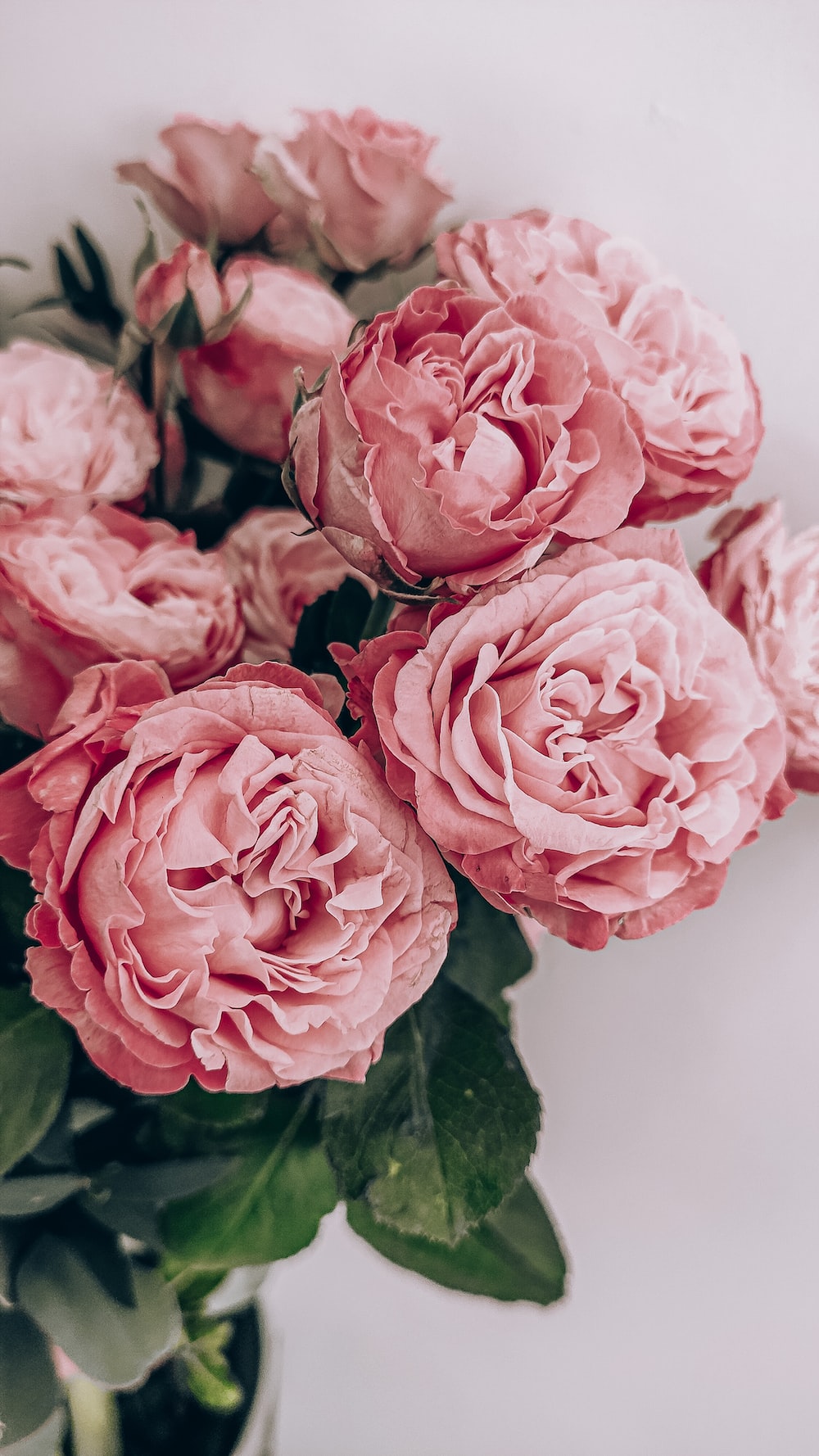 Pink Rose Aesthetic Wallpapers