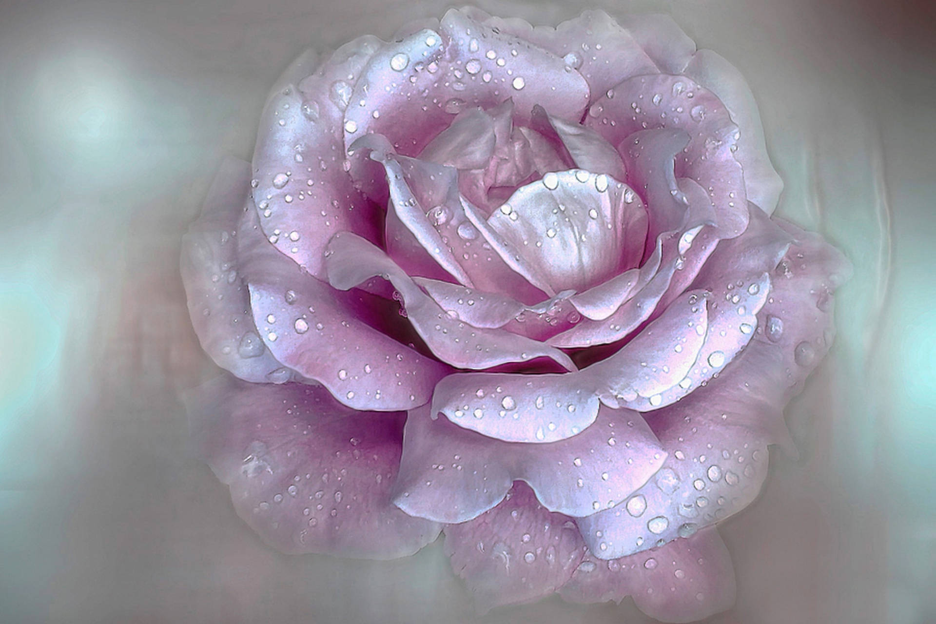 Pink Rose Aesthetic Wallpapers