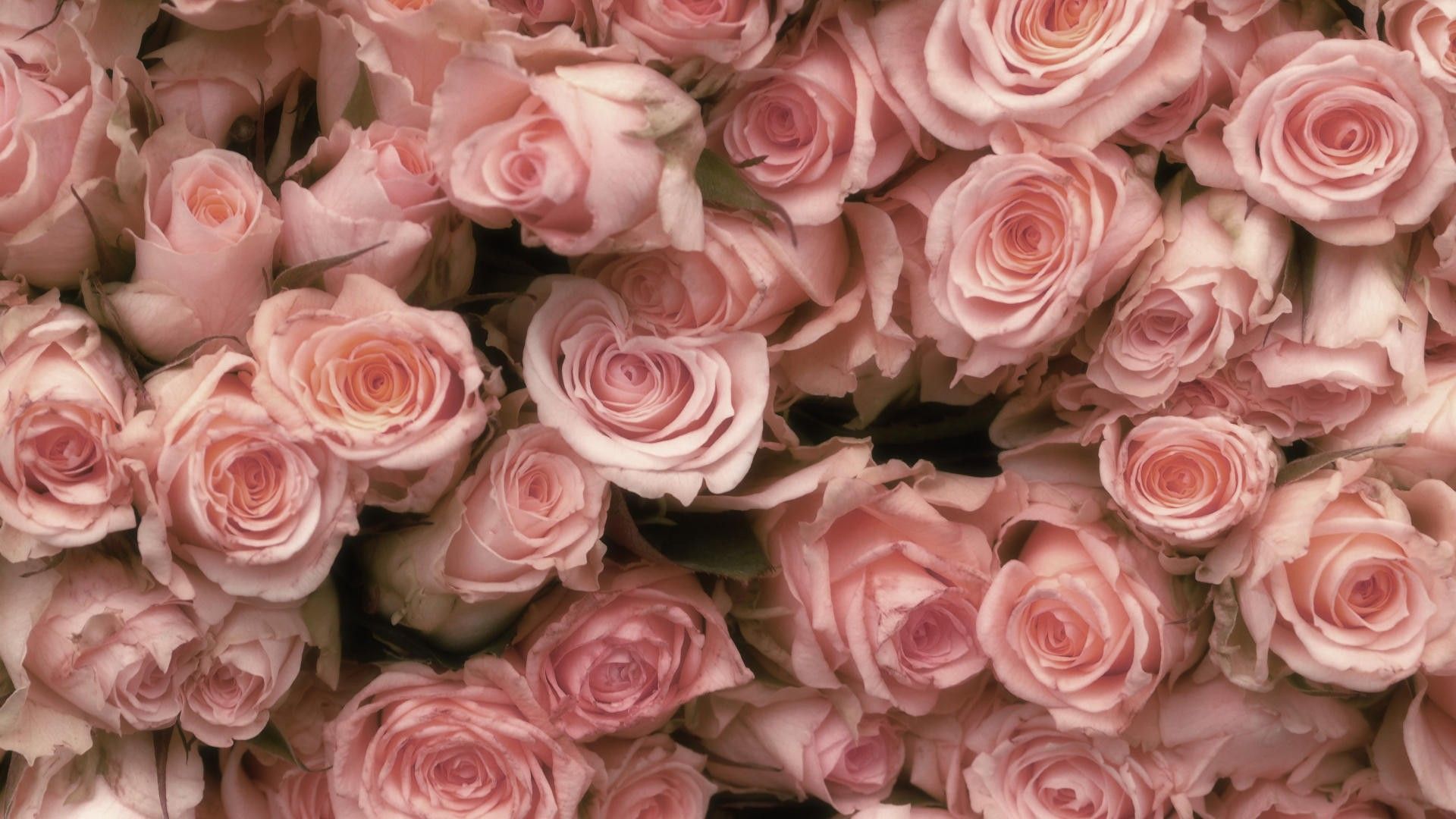 Pink Roses Aesthetic Wallpapers