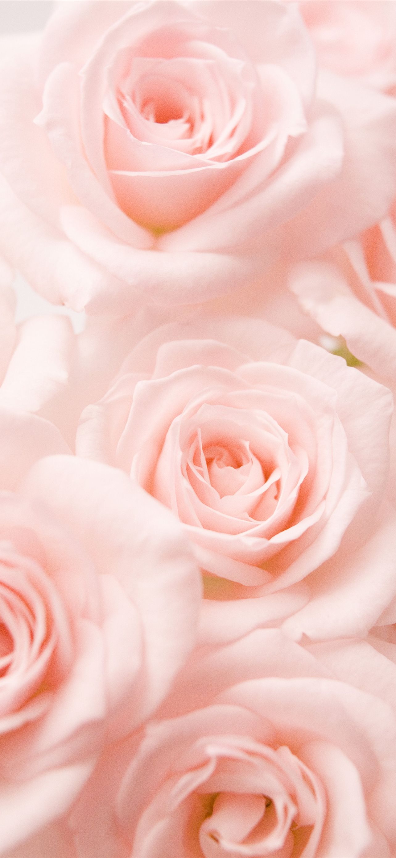 Pink Roses Aesthetic Wallpapers