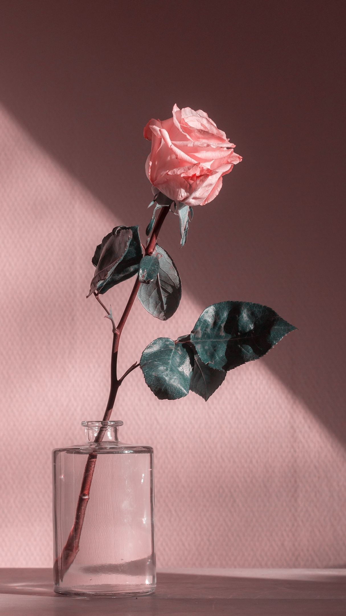 Pink Roses Aesthetic Wallpapers