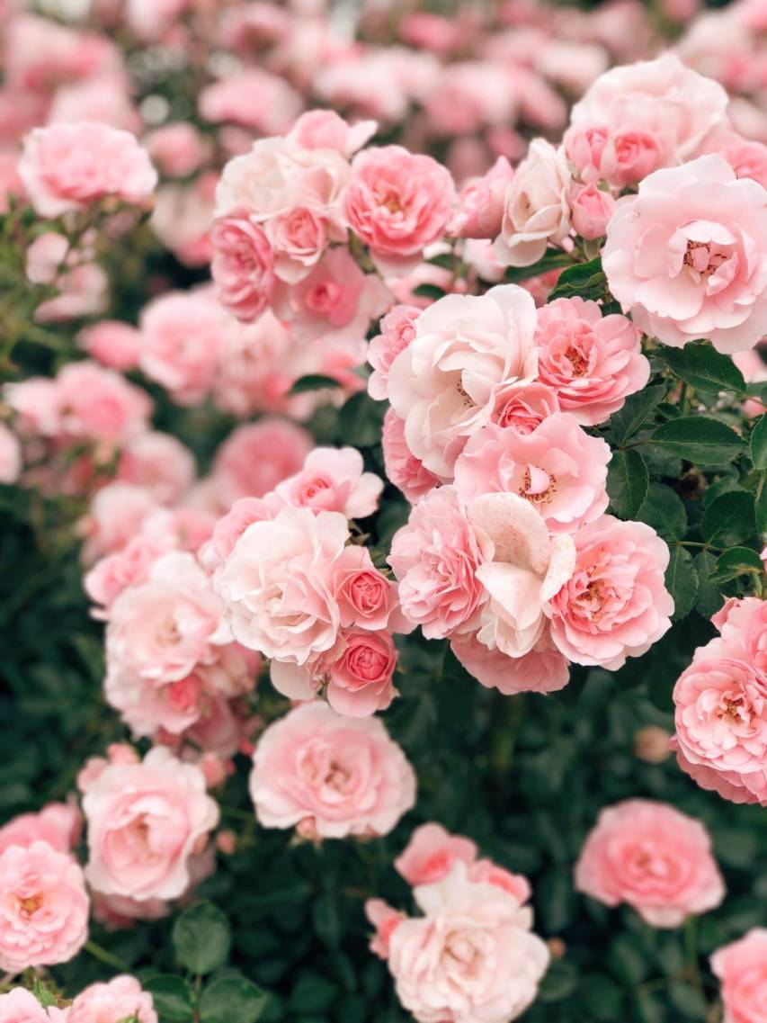 Pink Roses Aesthetic Wallpapers