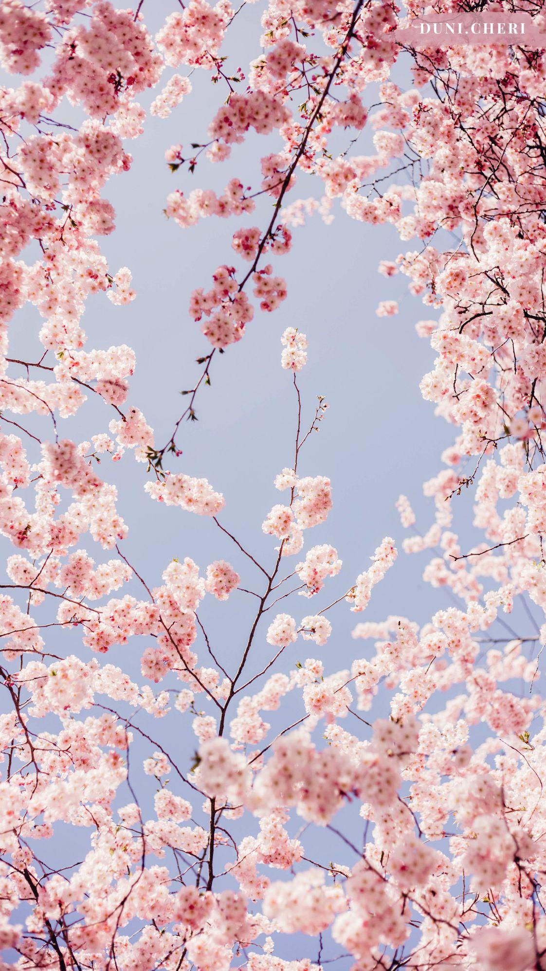 Pink Sakura Tree Anime Aesthetic Wallpapers