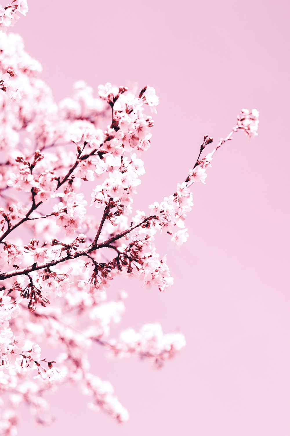 Pink Sakura Tree Anime Aesthetic Wallpapers