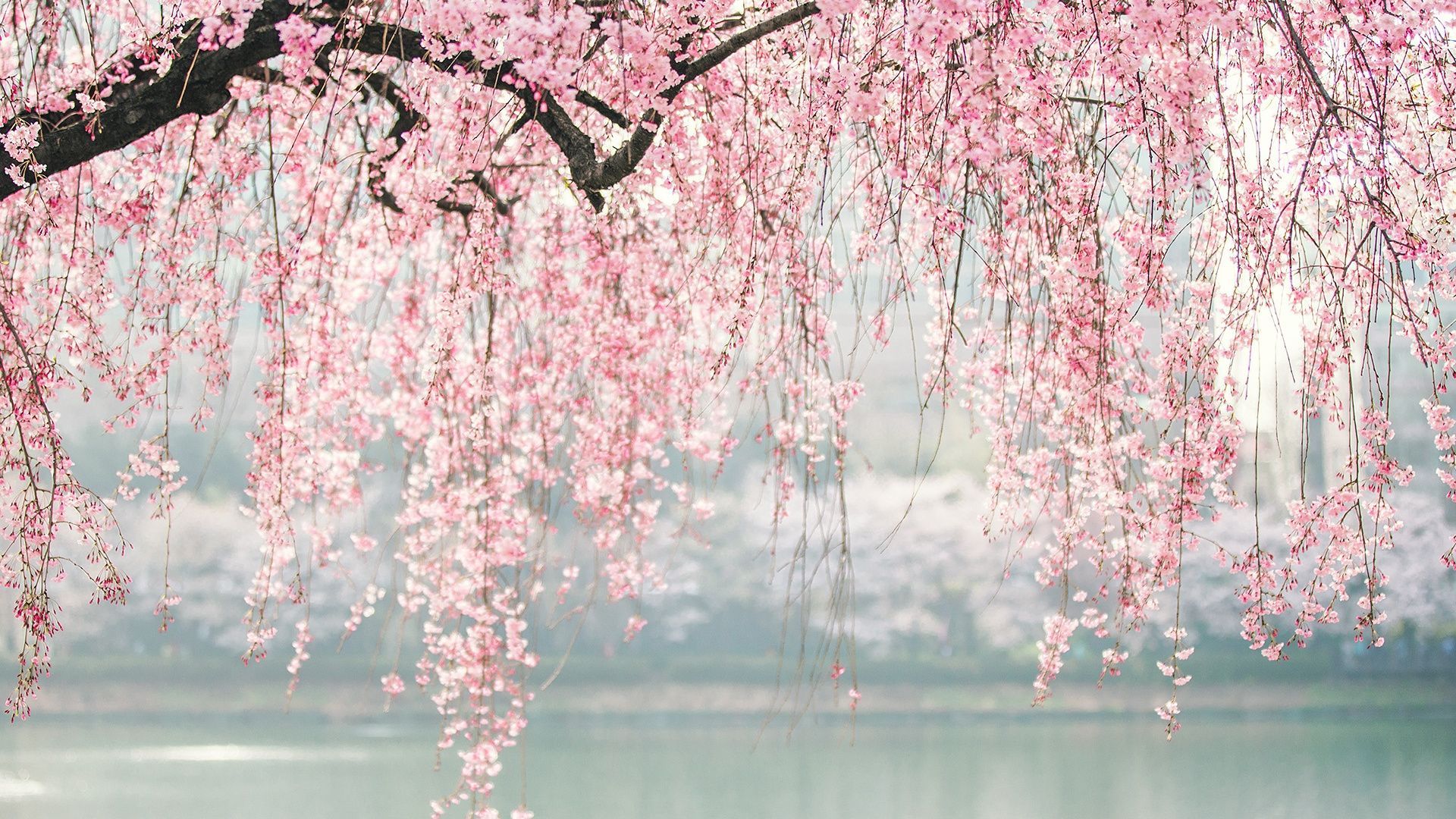 Pink Sakura Tree Anime Aesthetic Wallpapers