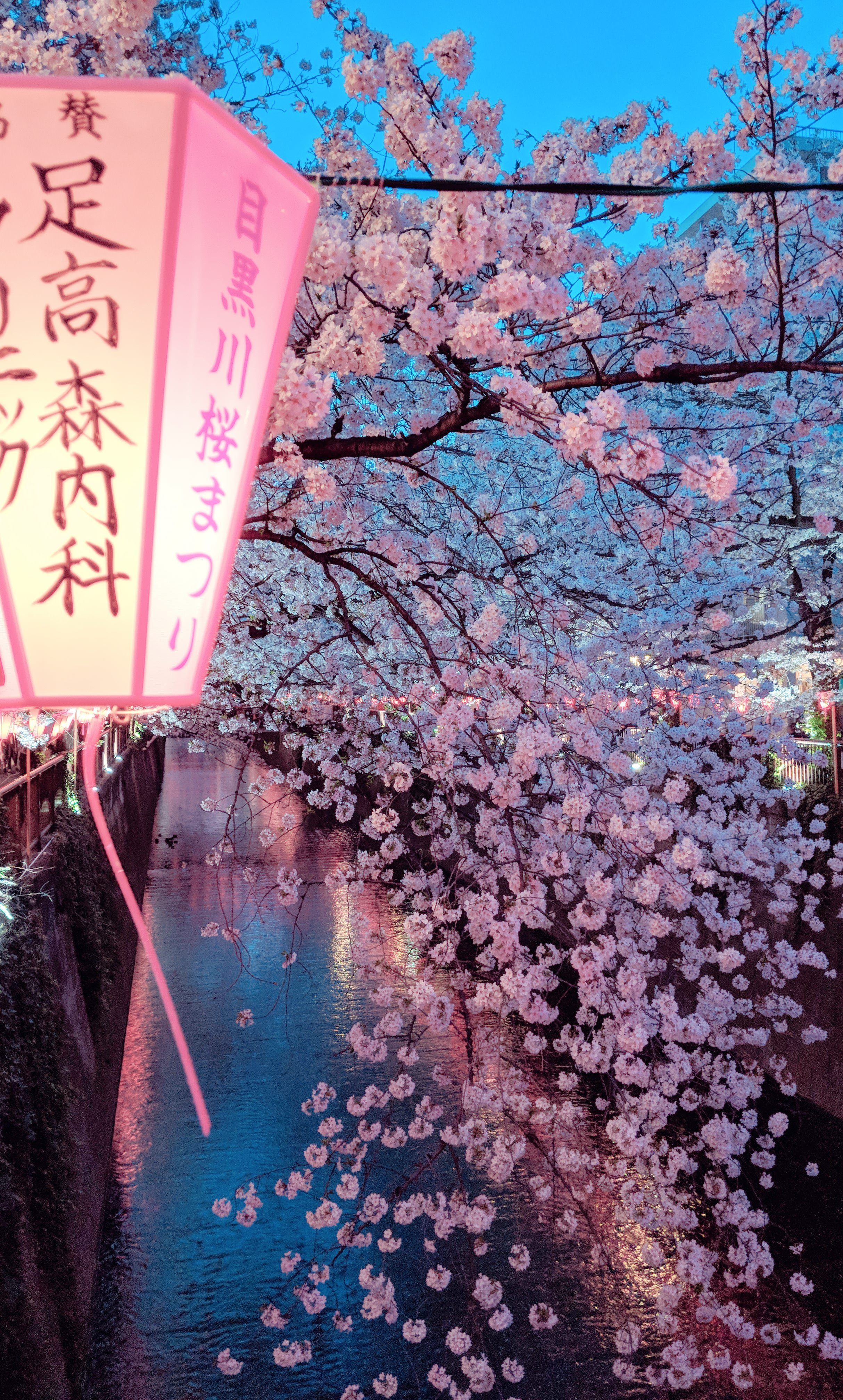 Pink Sakura Tree Anime Aesthetic Wallpapers