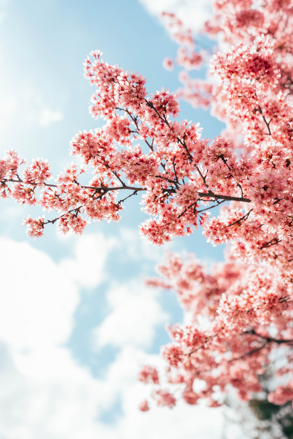 Pink Sakura Tree Anime Aesthetic Wallpapers