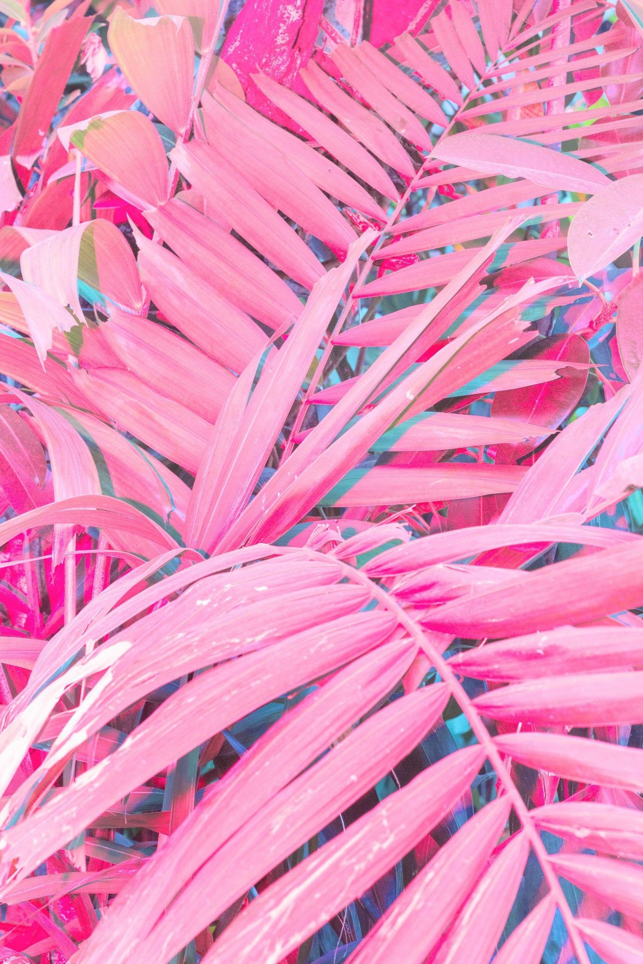 Pink Things Wallpapers